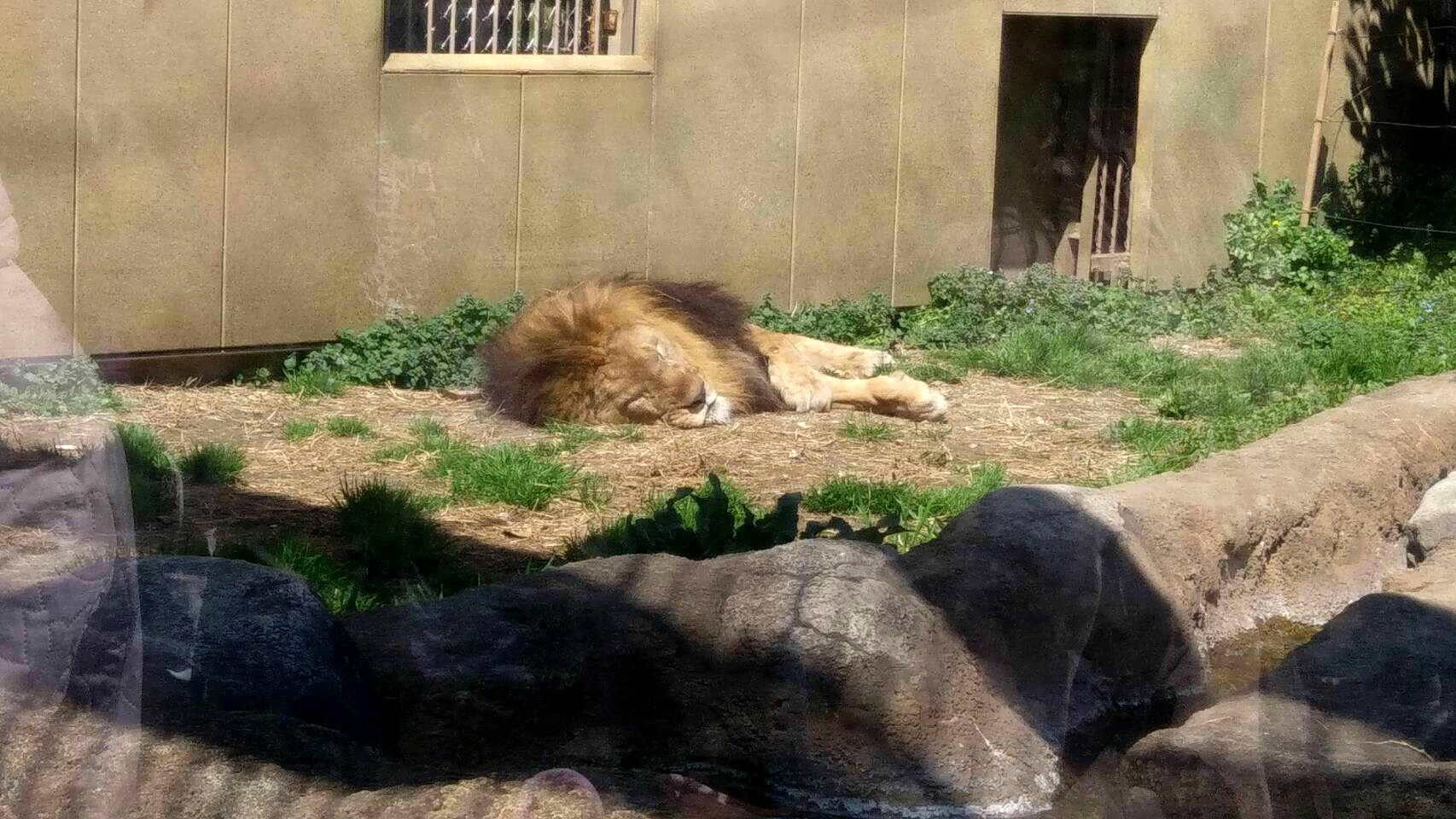 ライオン