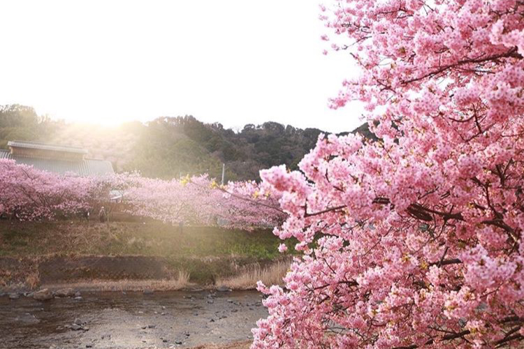 川沿いの桜