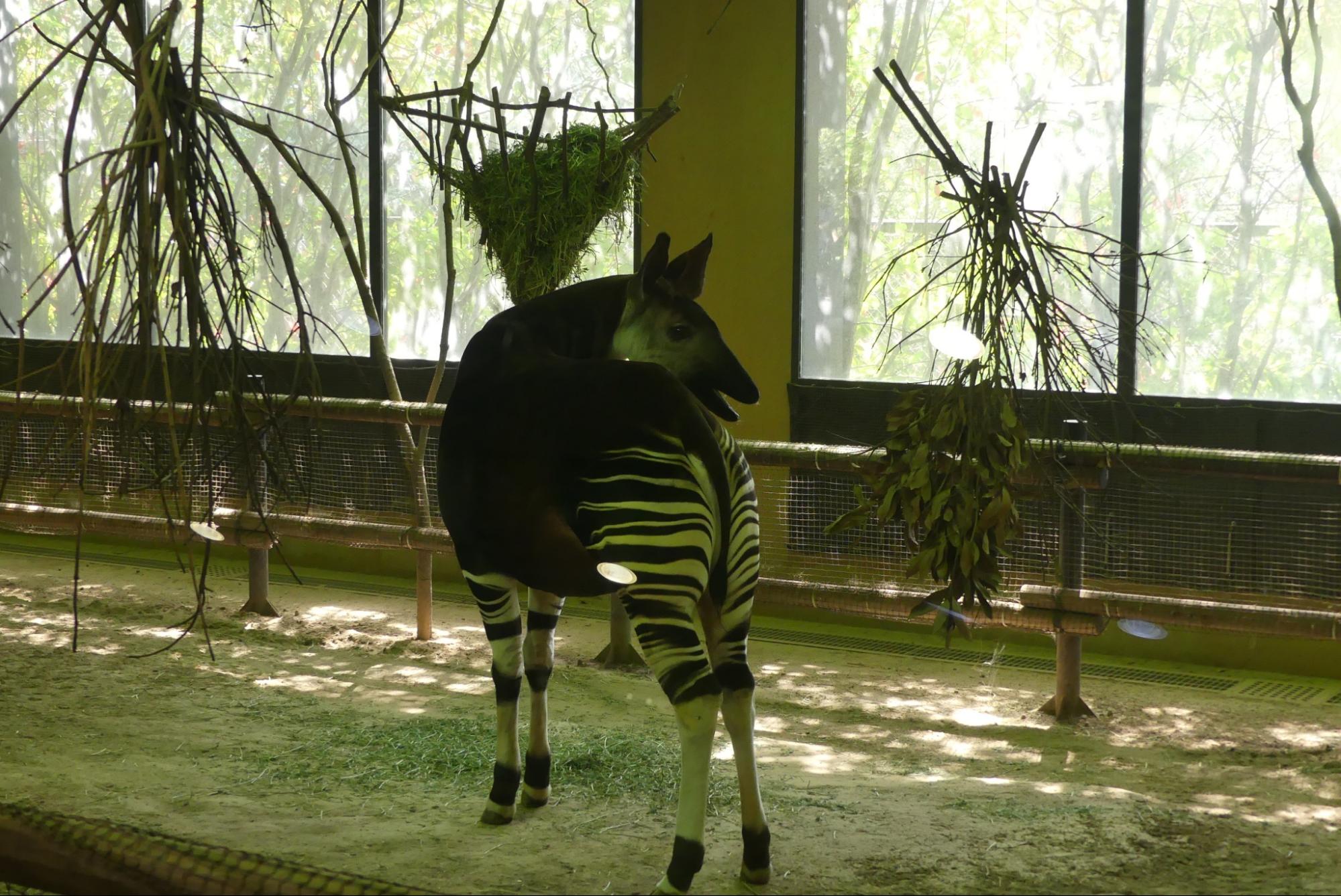 森のボディビルダーオカピ氏