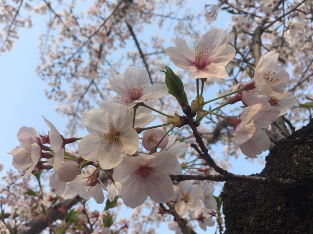 寒桜